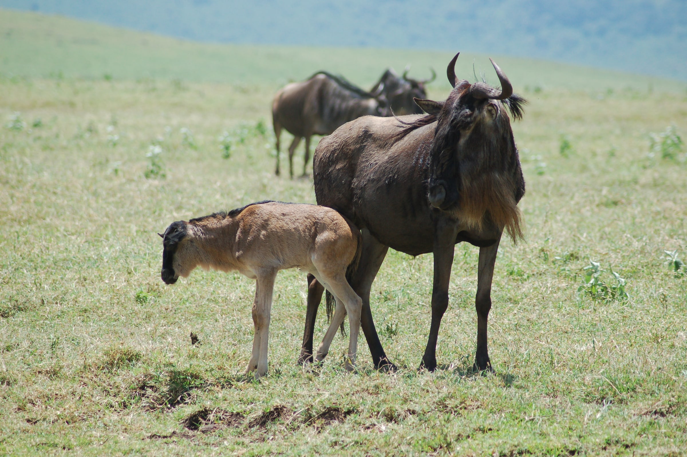 A Blue Wildebeest in Ngorongoro Crater, Tanzania. A mother with a calf are in the foreground.