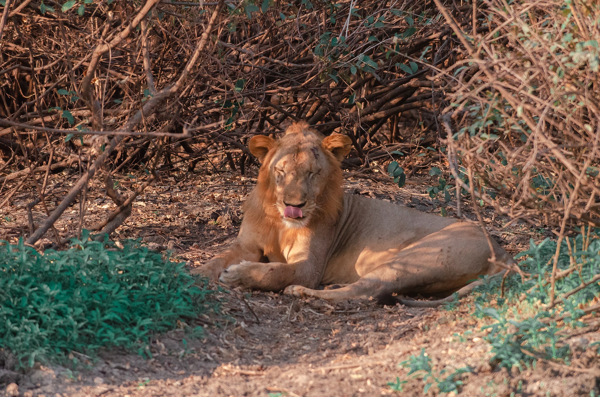 Tanzania is believed to hold a large portion of remaining wild lion range and numbers. However, only few large-scale surveys have been repeatedly conducted in Tanzania, mainly in n