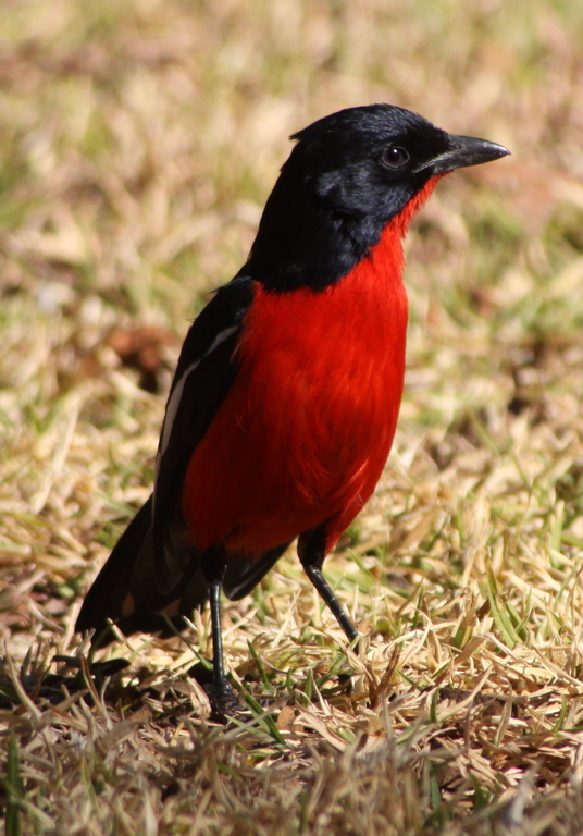 A Crimson-breasted Gonolek in Pretoria, South Africa.