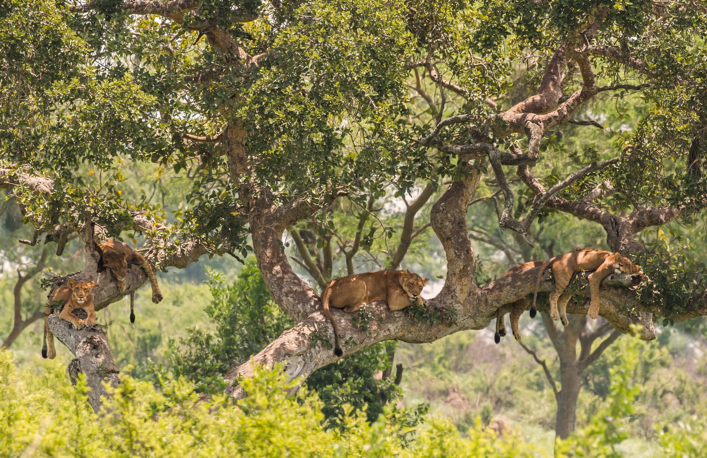 Tree-climbing lions ( Panthera leo ), Ishasha, Queen Elizabeth National Park, Uganda