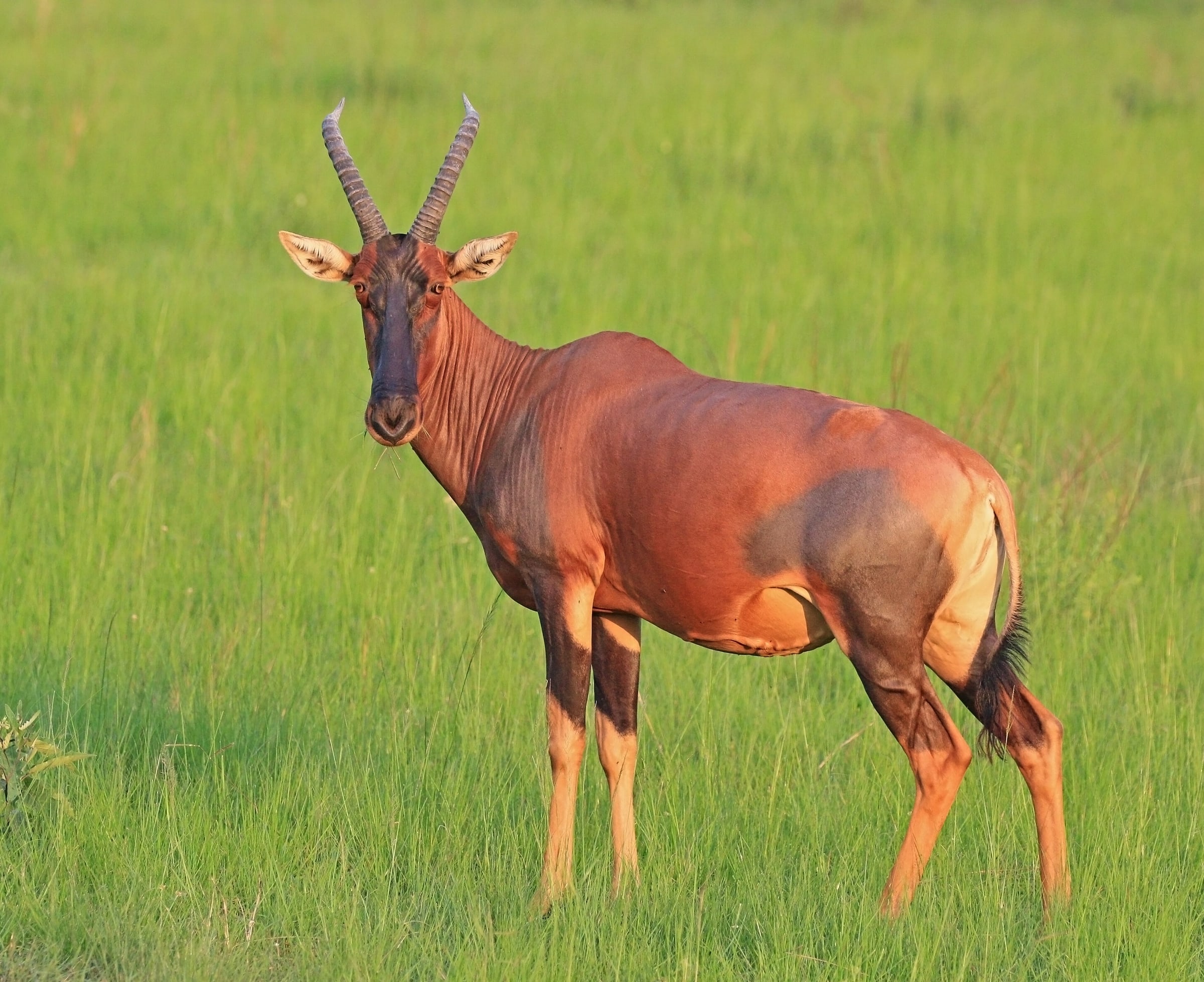 Topi ( Damaliscus lunatus jimela ), female, Queen Elizabeth National Park, Uganda