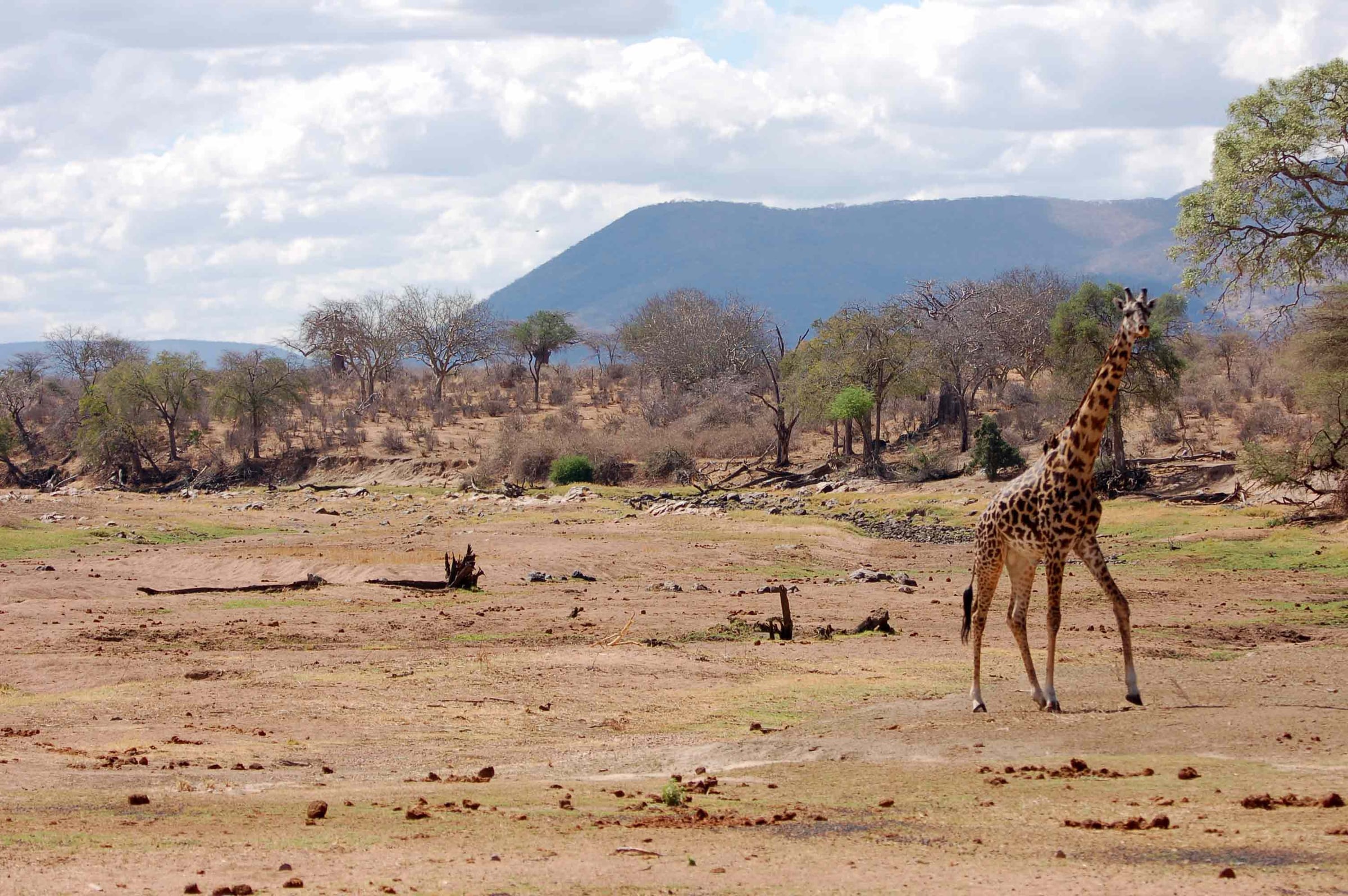 Dry Great Ruaha River and a Giraffe, Ruaha National Park, Tanzania.