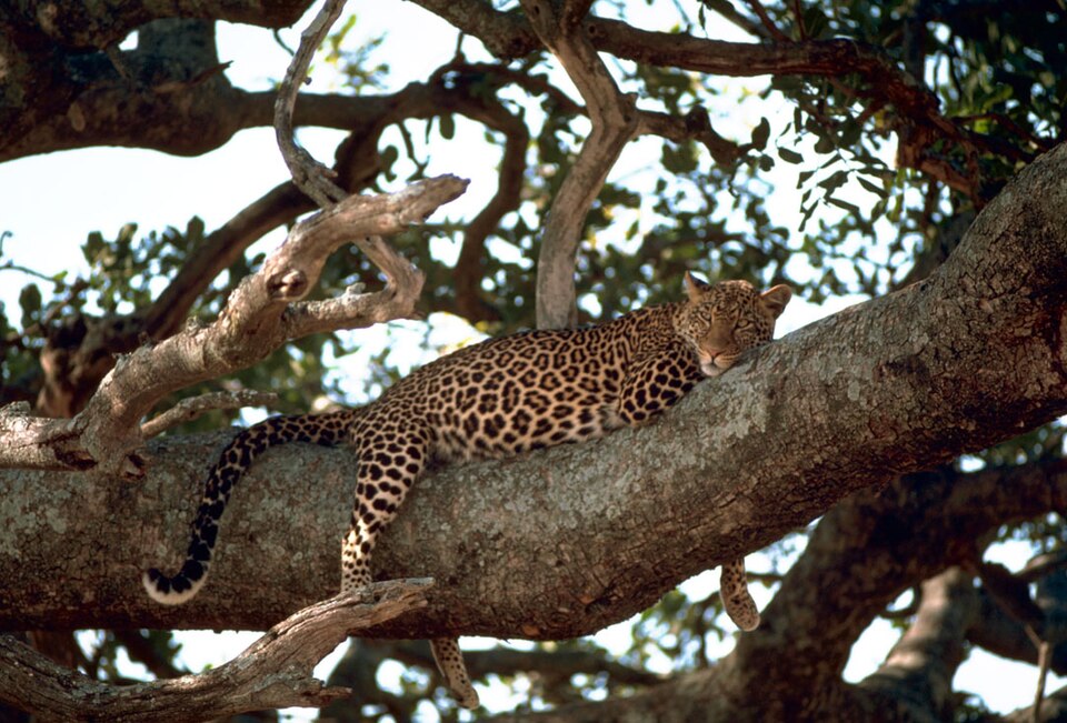 Leopard relaxing on a tree.