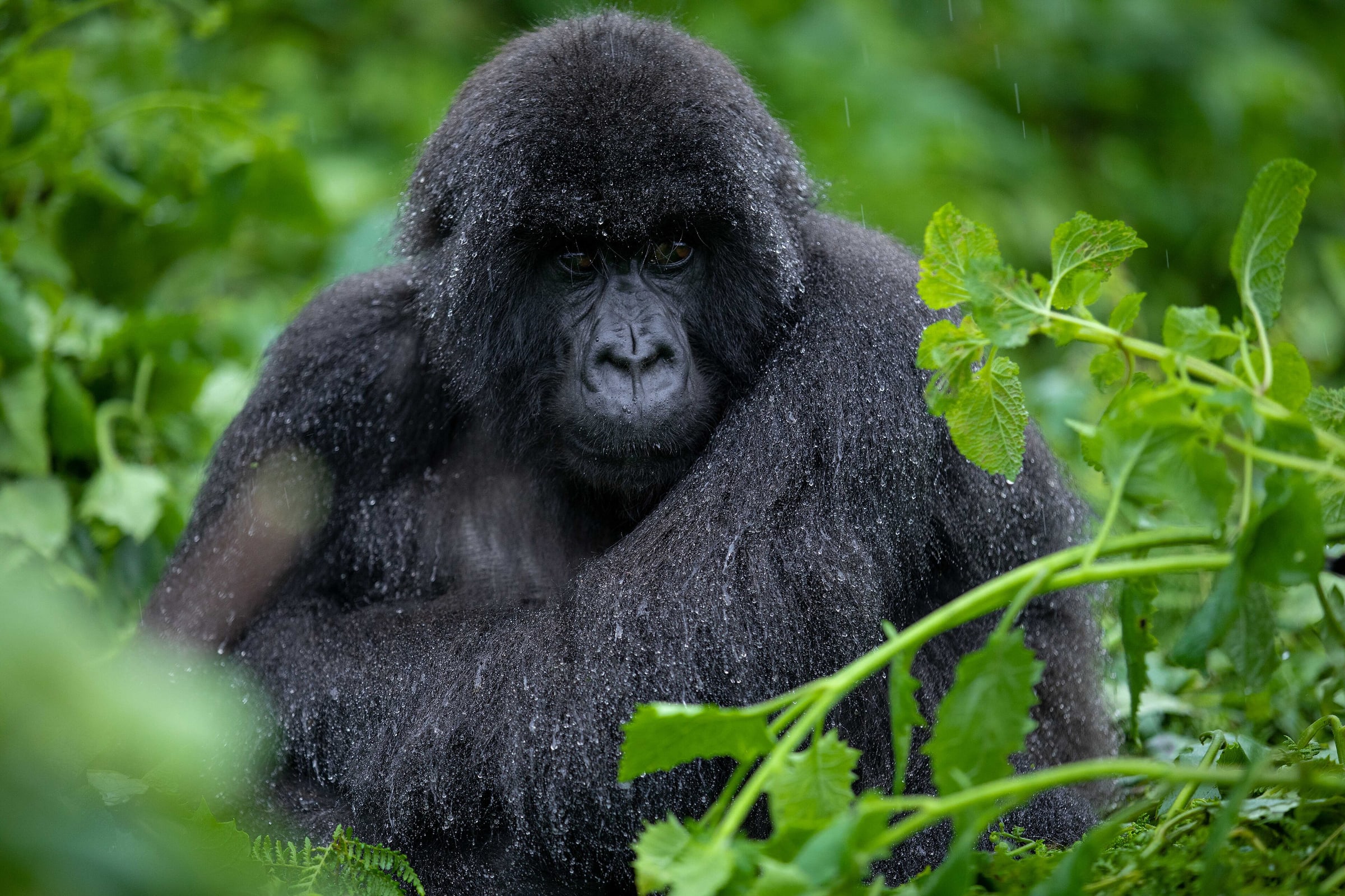 Rwanda · Safari Continents Travel