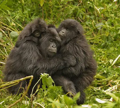 Primate tracking in Rwanda