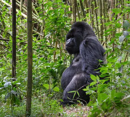 Gorilla trekking in Rwanda