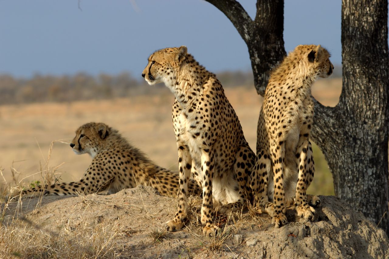 A group of South African Cheetahs ( Acinonyx jubatus jubatus ) at Sabi Sand Game Reserve, South Africa.