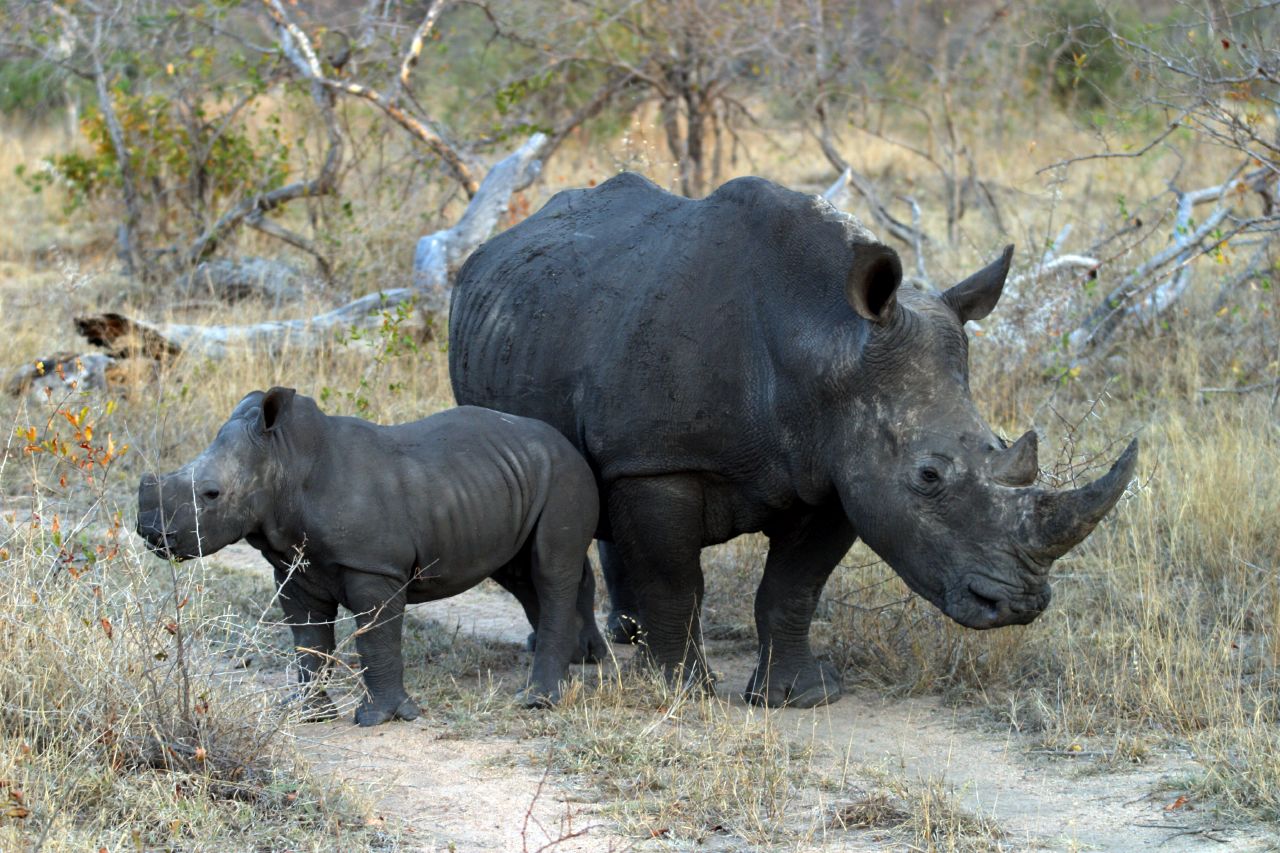 A White Rhinoceros ( Ceratotherium simum ) cow and calf coated in mud at Sabi Sands Game Reserve, South Africa.