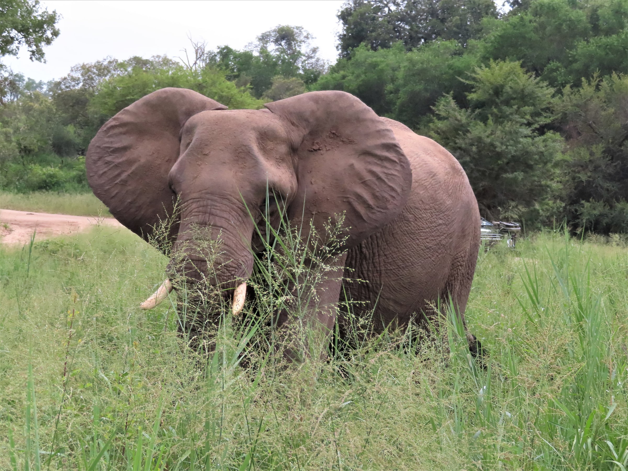 Foraging elephant at Sabi Sand Privat Game Reserve, South Africa (March 2019)