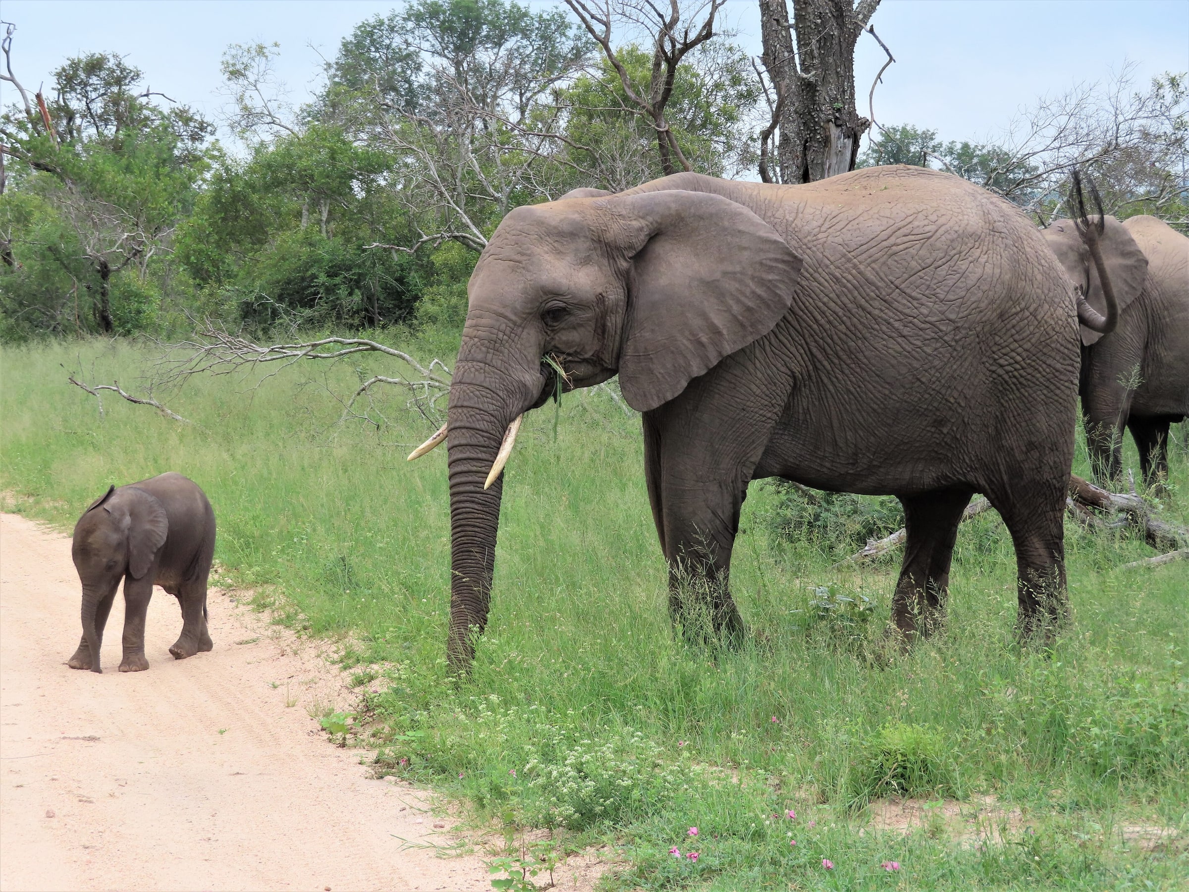 Elephant mother with young at Sabi Sand Private Game Reserve, South Africa (March 2019)