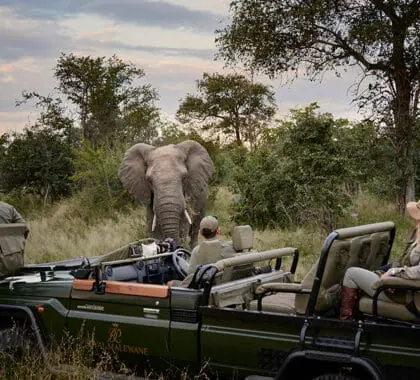 An elephant on a game drive at Londolozi, Sabi Sands, South Africa