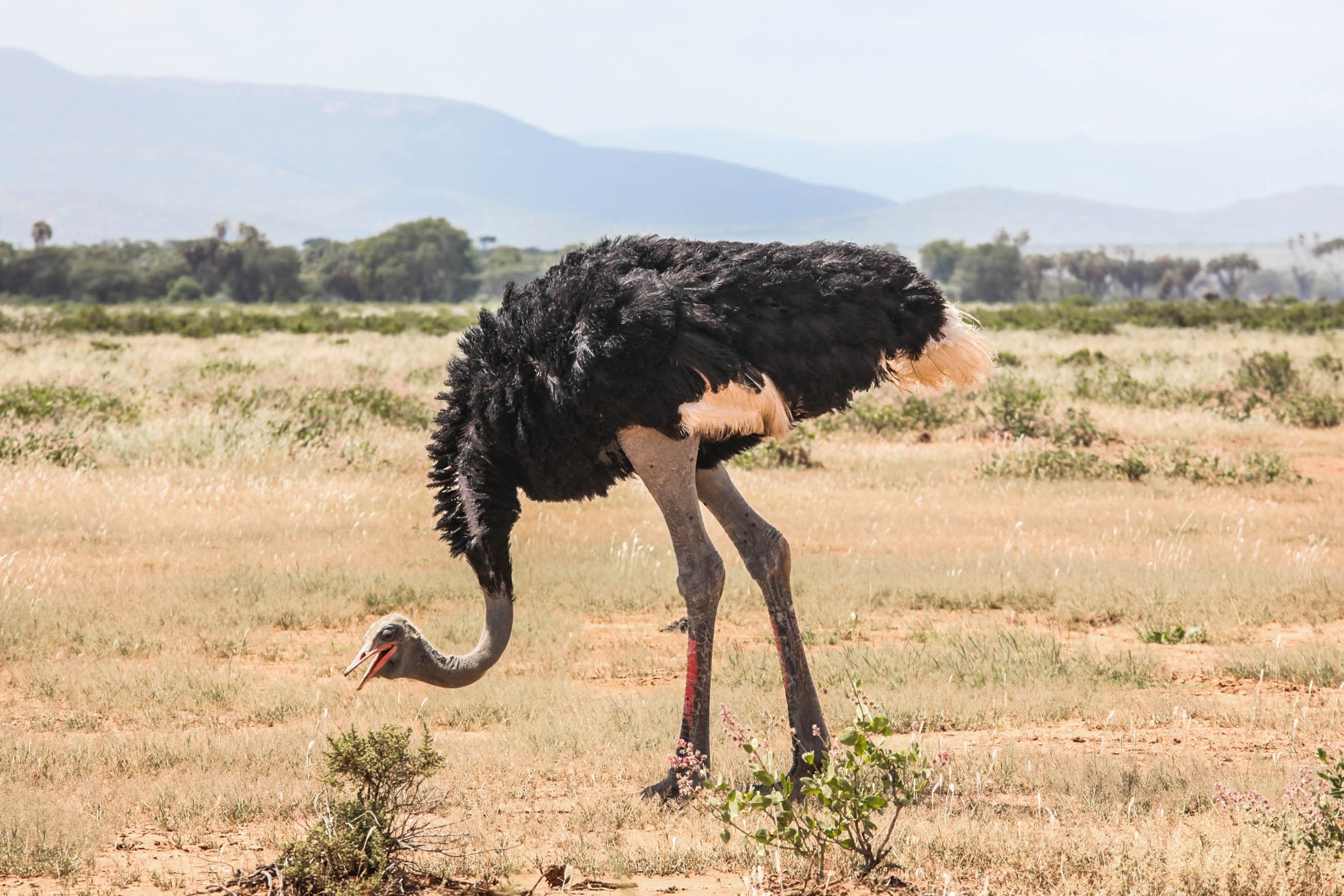A male Somali Ostrich at Samburu National Reserve, Kenya.