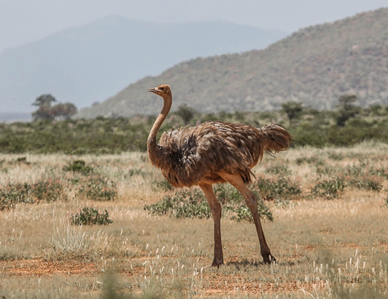 A female Somali Ostrich at Samburu National Reserve, Kenya.