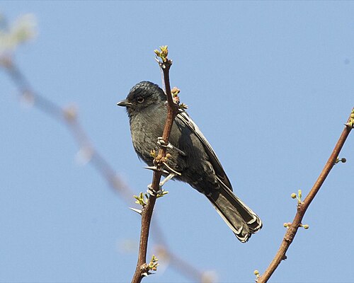 Southern Black Tit Parus niger , Savuti, Botswana