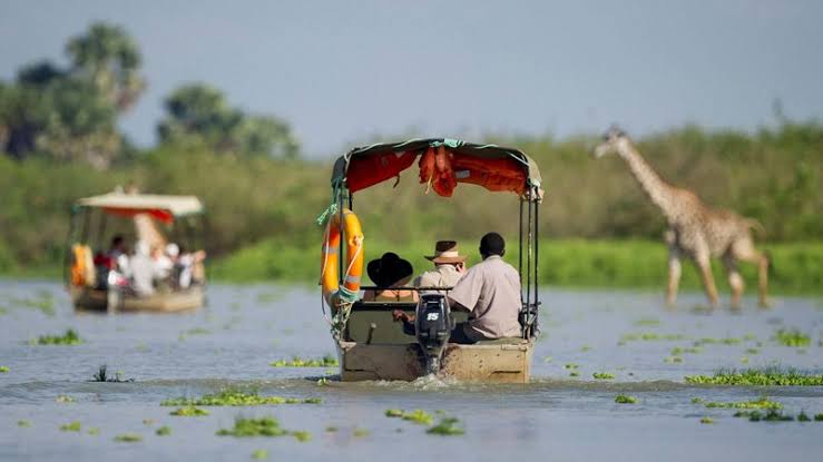 A boat safari passing a giraffe in the Selous