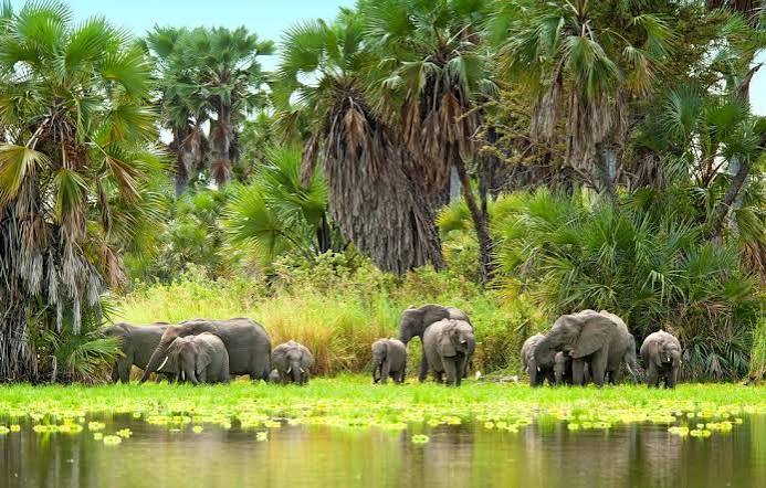 Elephants among palms in the Selous