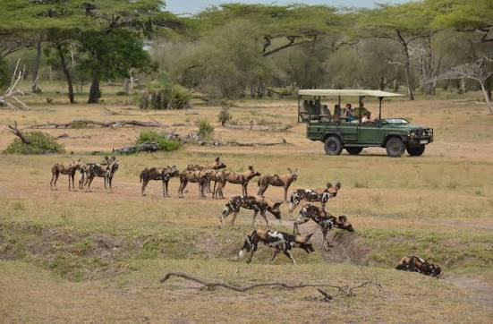 Painted wolves beside a game vehicle in the Selous