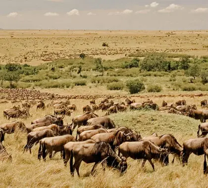 A wildebeest herd in the Serengeti