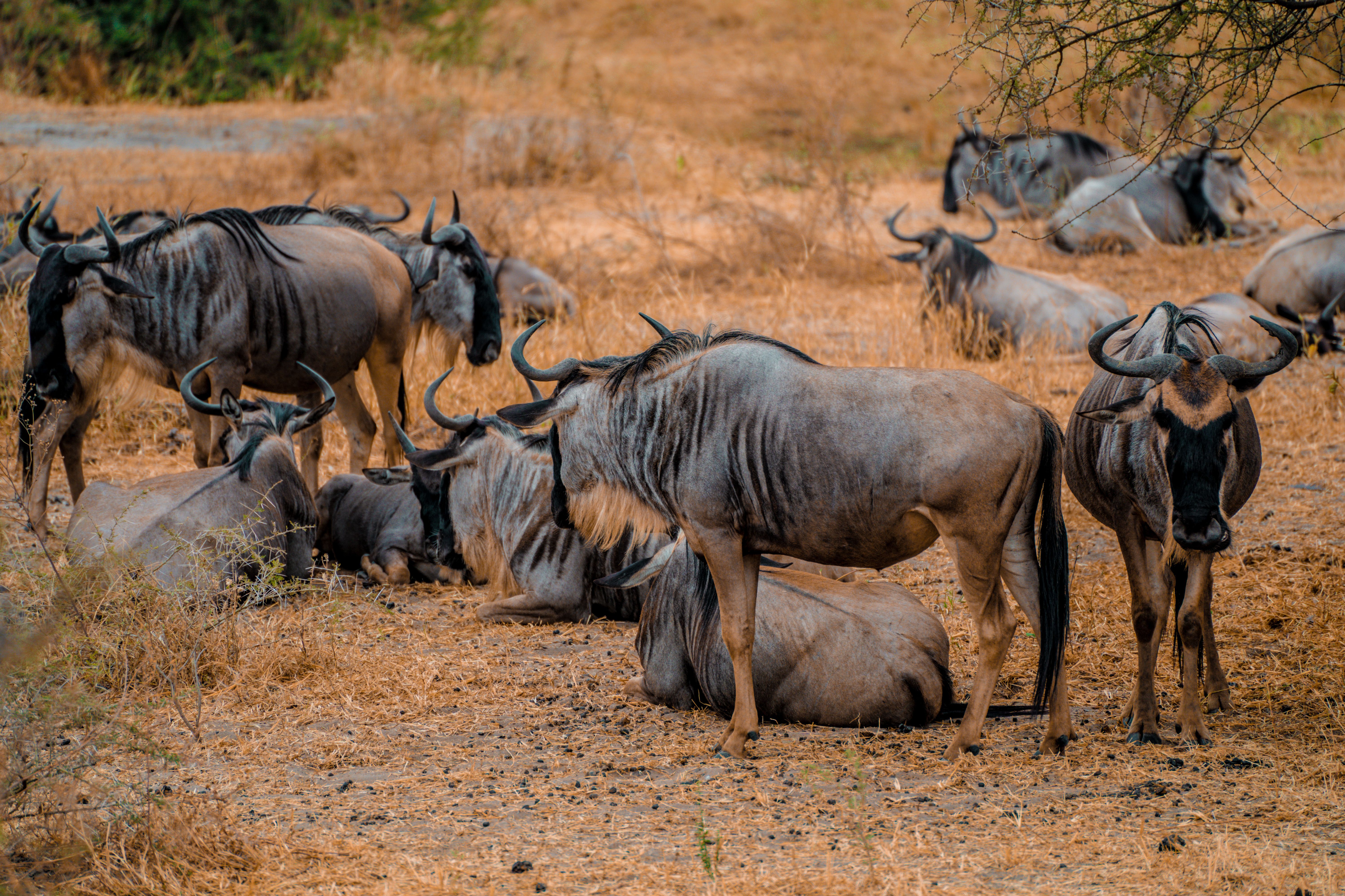 Wildebeest resting in the Serengeti