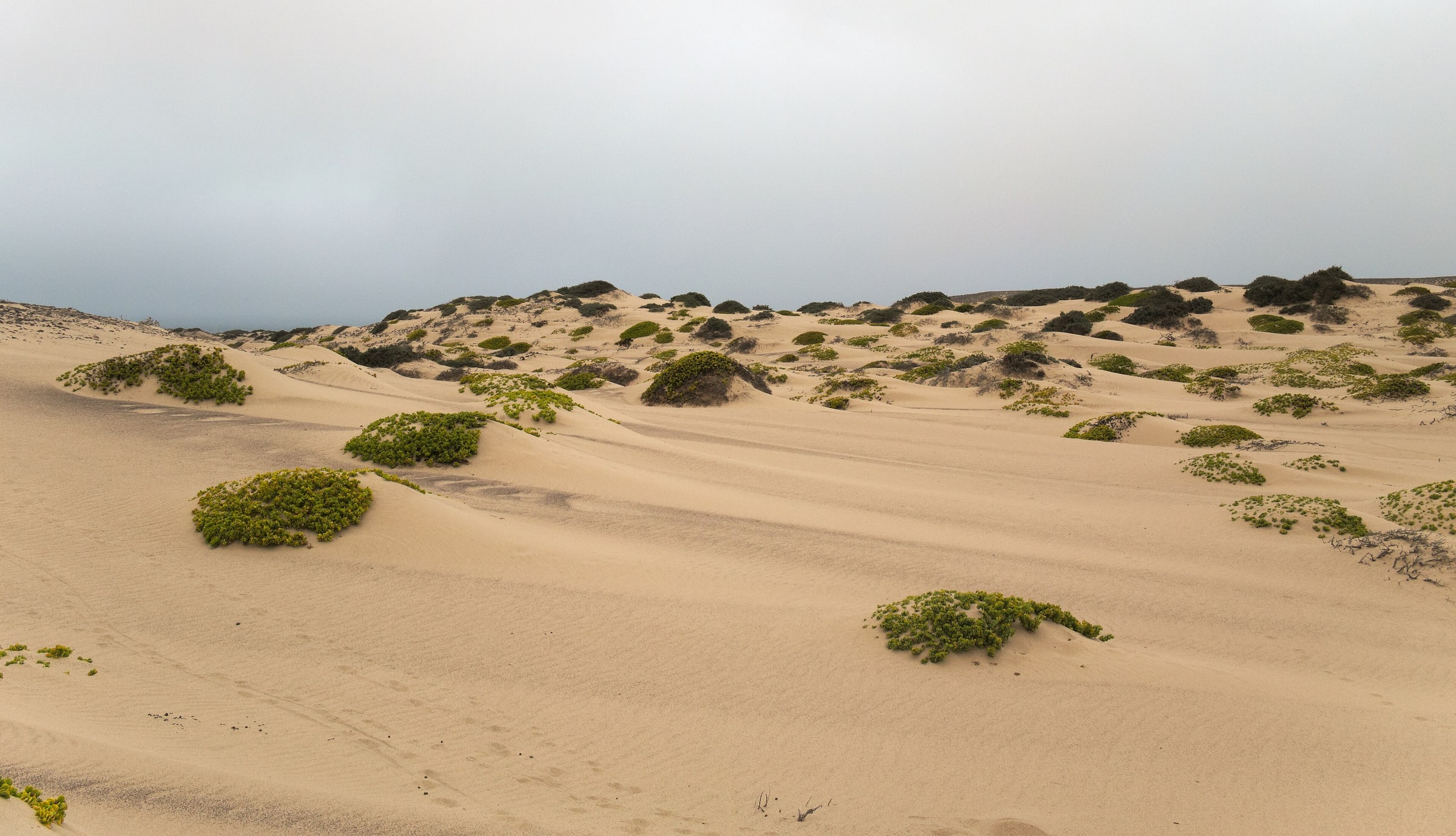 Sand dunes and some bushes in the Skeleton Coast National Park, Namibia.