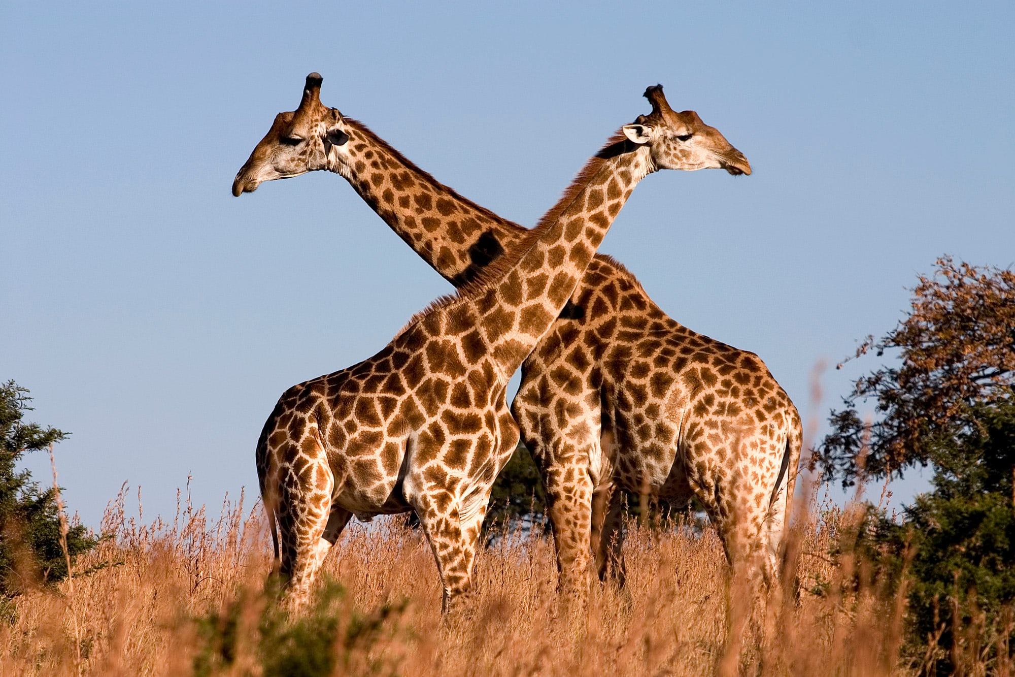 Fighting giraffes in Ithala Game Reserve, northern KwaZulu-Natal, South Africa