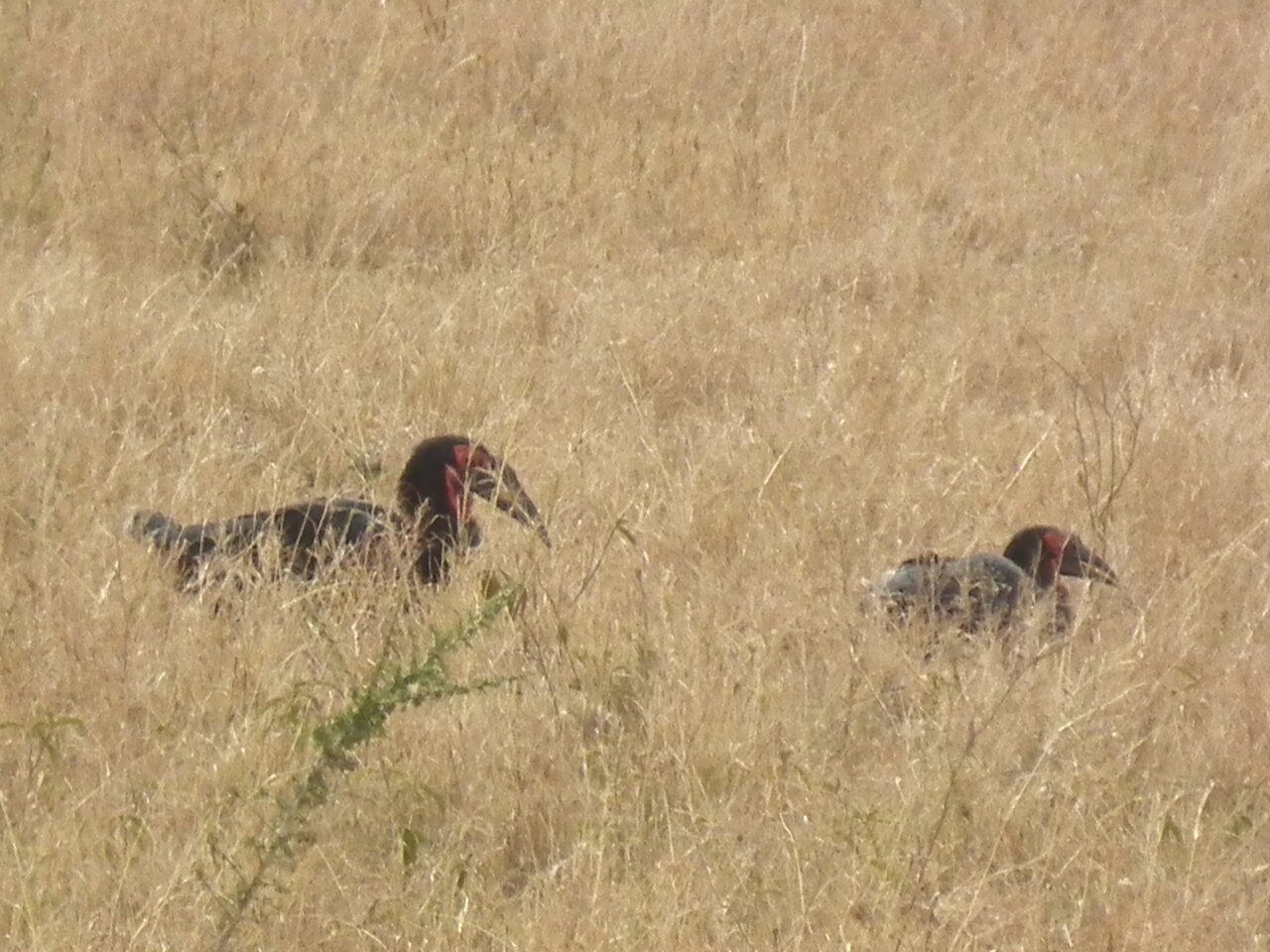 Southern ground hornbill in Tanzania