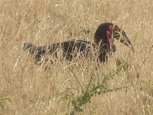 Southern ground hornbill in Tanzania