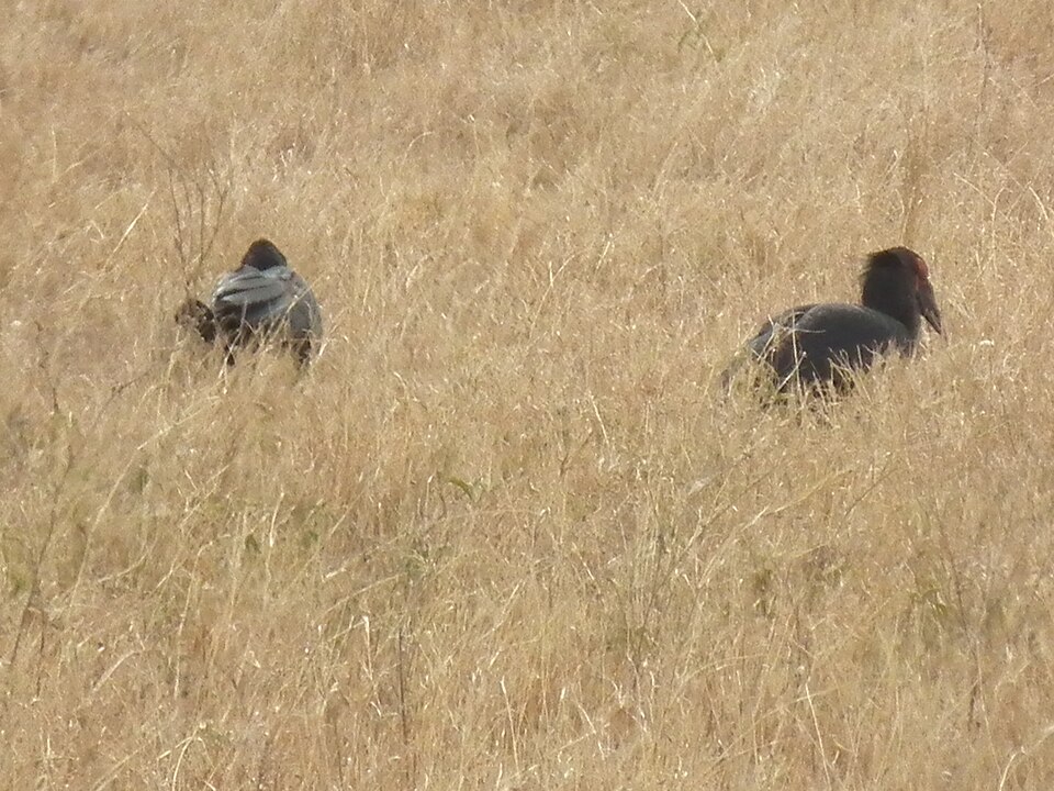 Southern ground hornbill in Tanzania