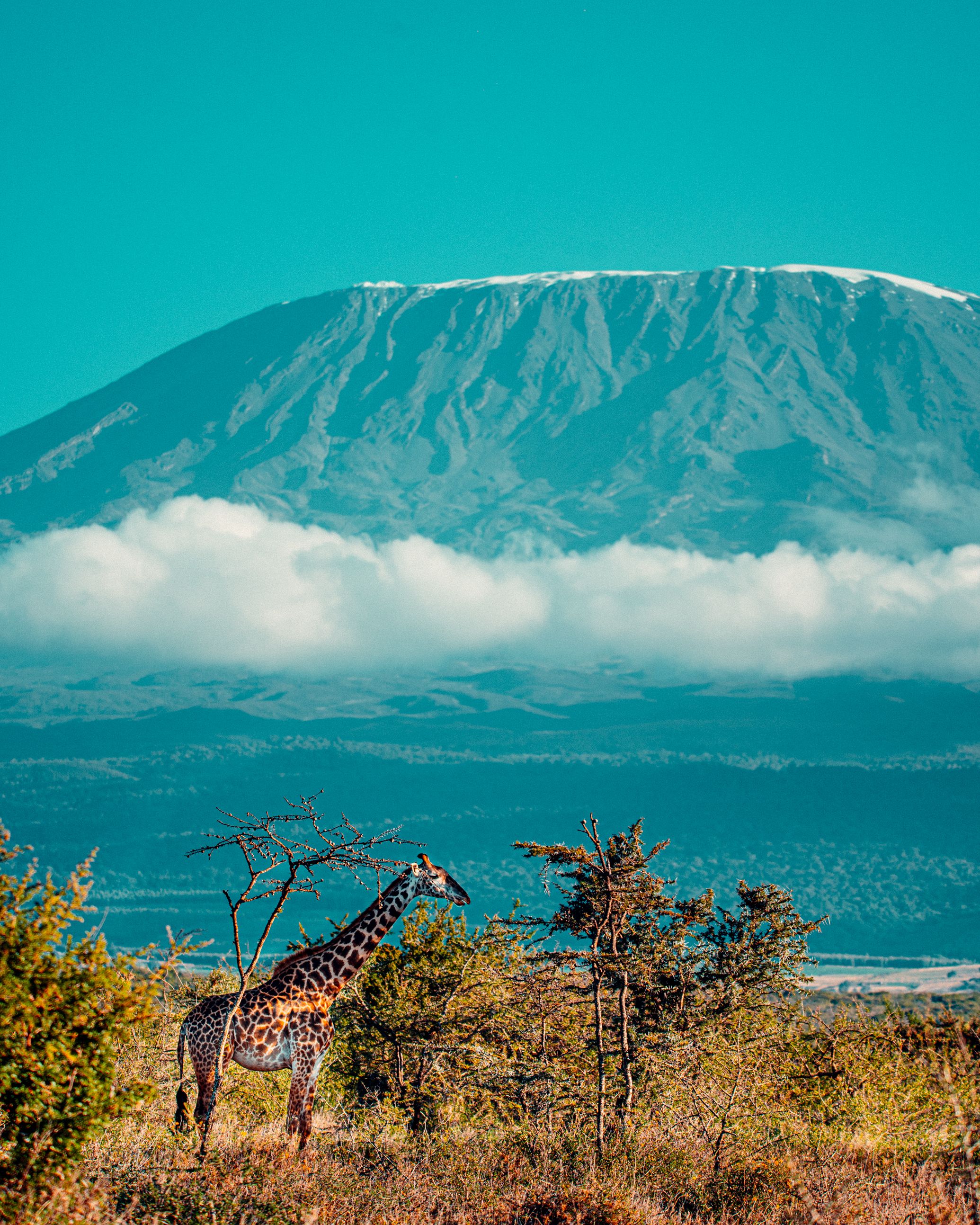 A giraffe with Kilimanjaro behind it, Tanzania