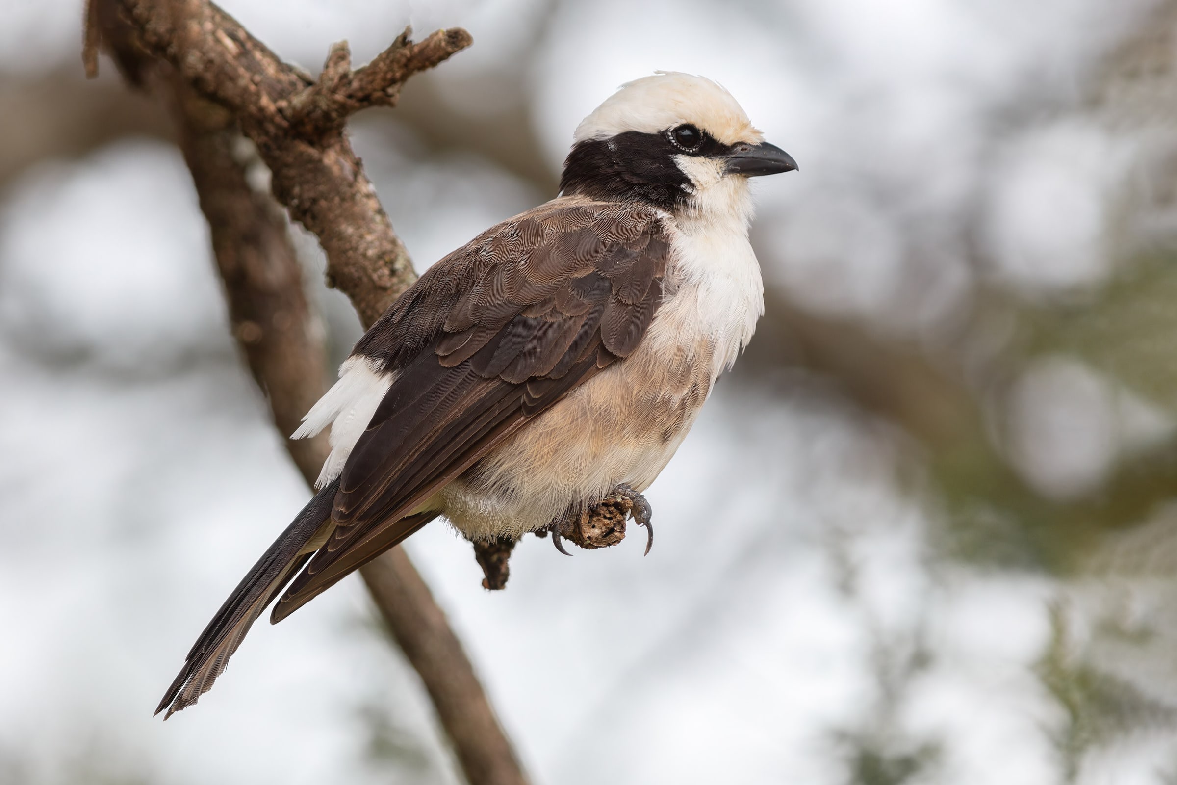 Northern white-crowned shrike ( Eurocephalus ruppelli ), Tarangire National Park, Tanzania