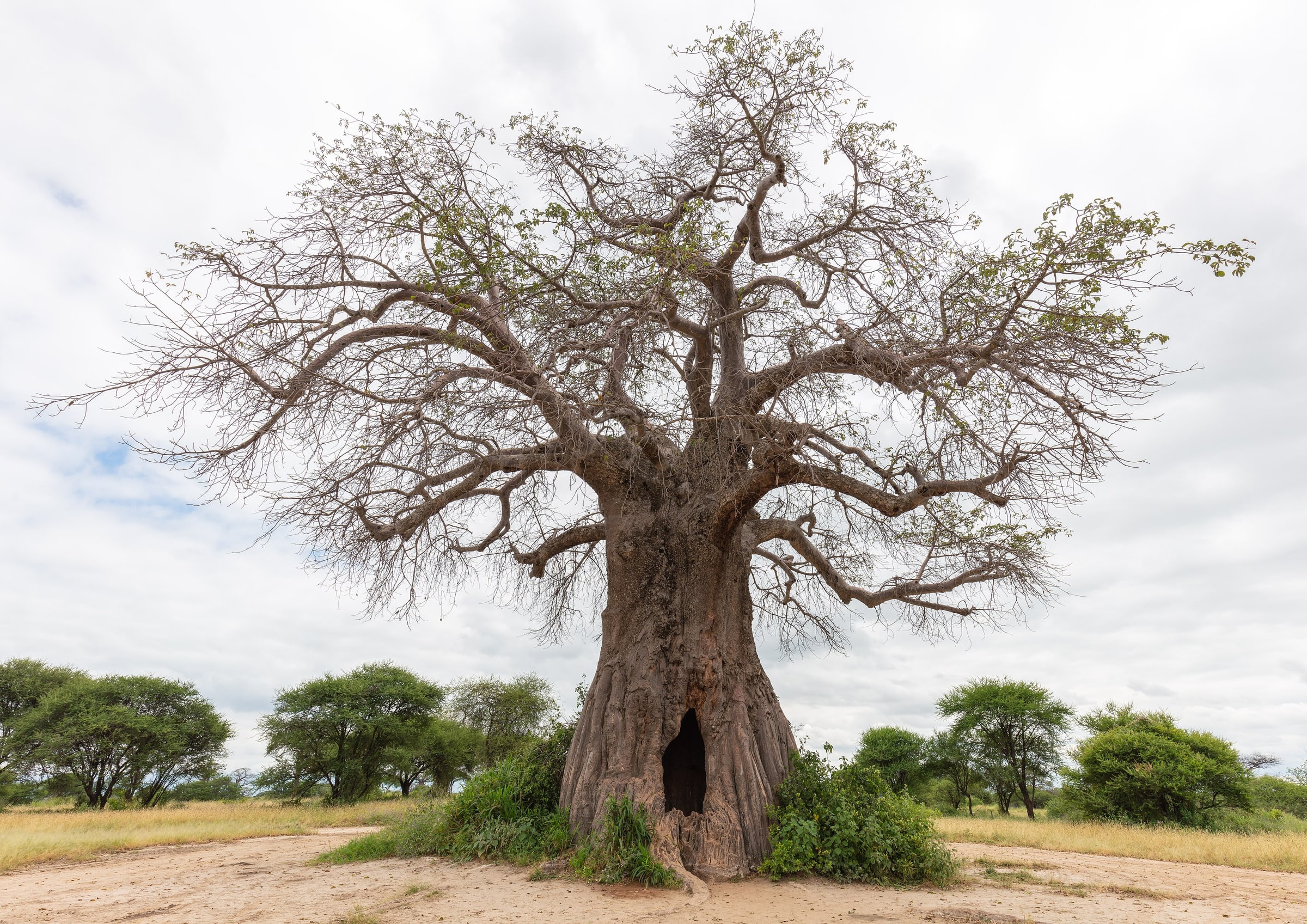 African baobab ( Adansonia digitata ), Tarangire National Park, Tanzania
