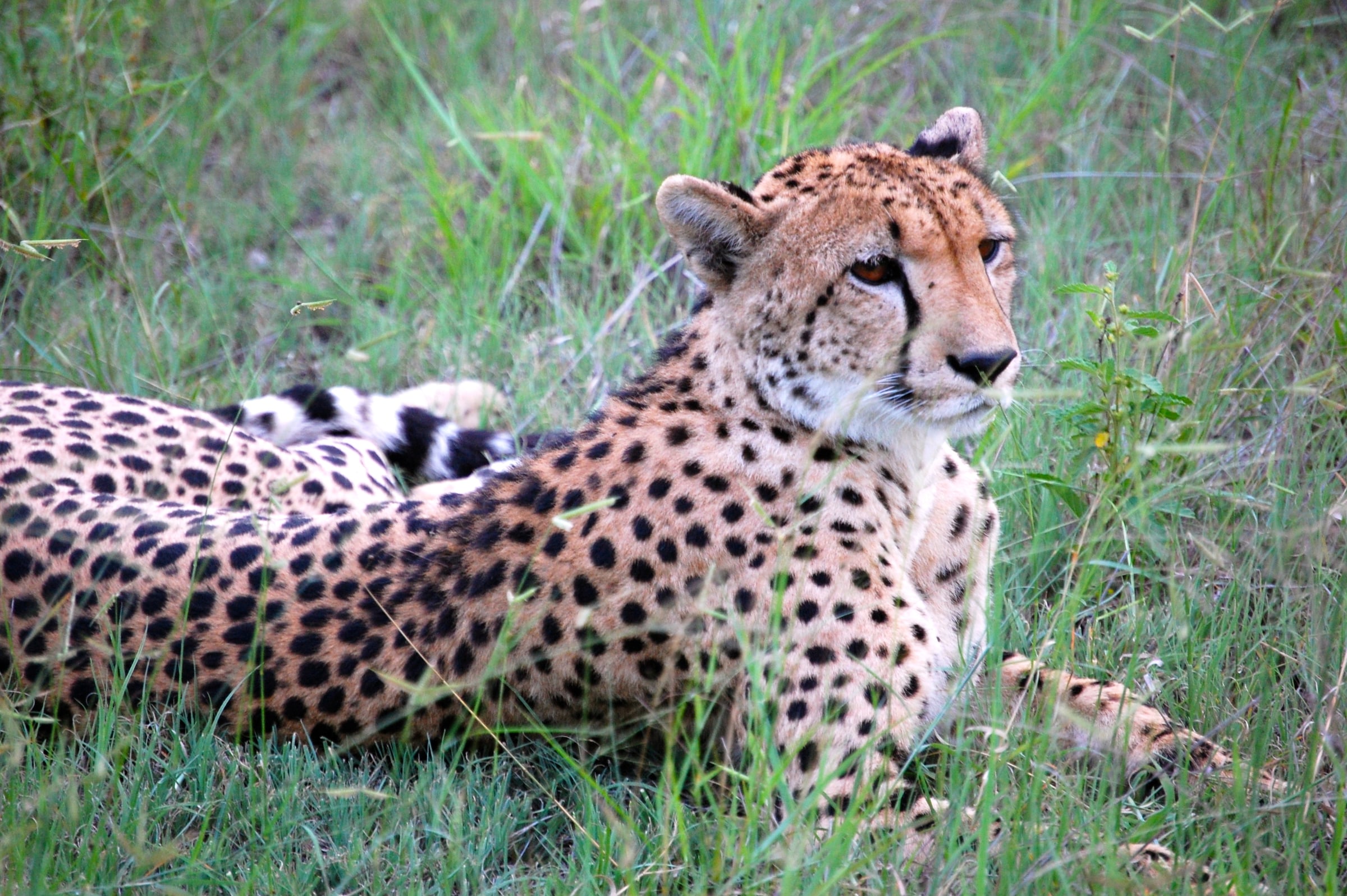 A cheetah at Thornybush Game Reserve, South Africa