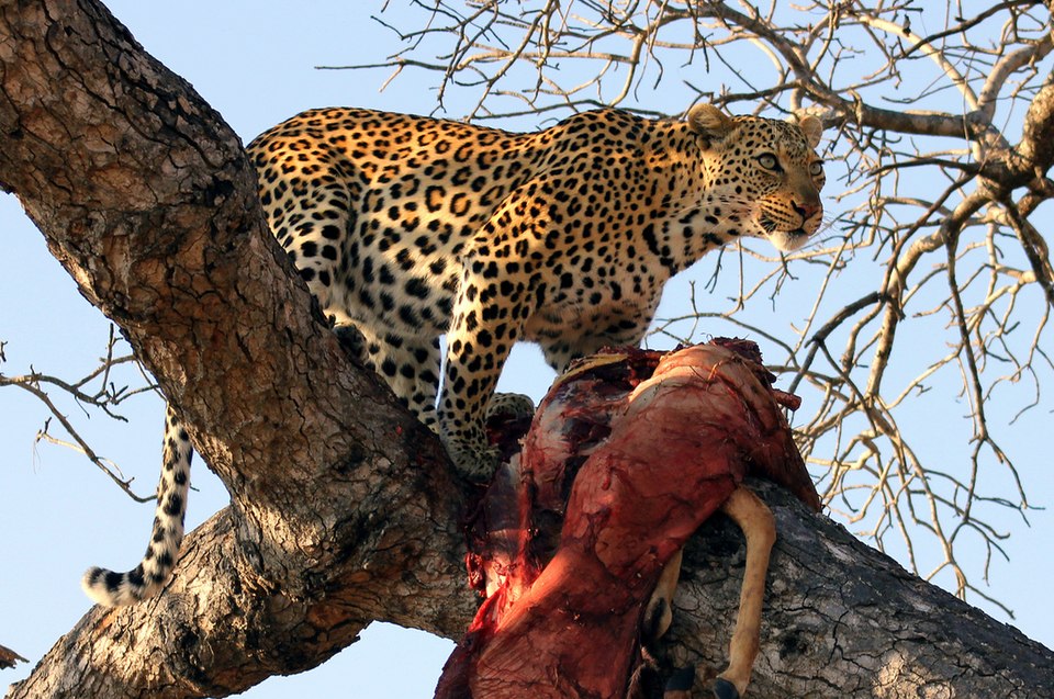 A Leopard in Ngala Game Reserve, Limpopo, South Africa. It has a kill that it has taken up a tree.