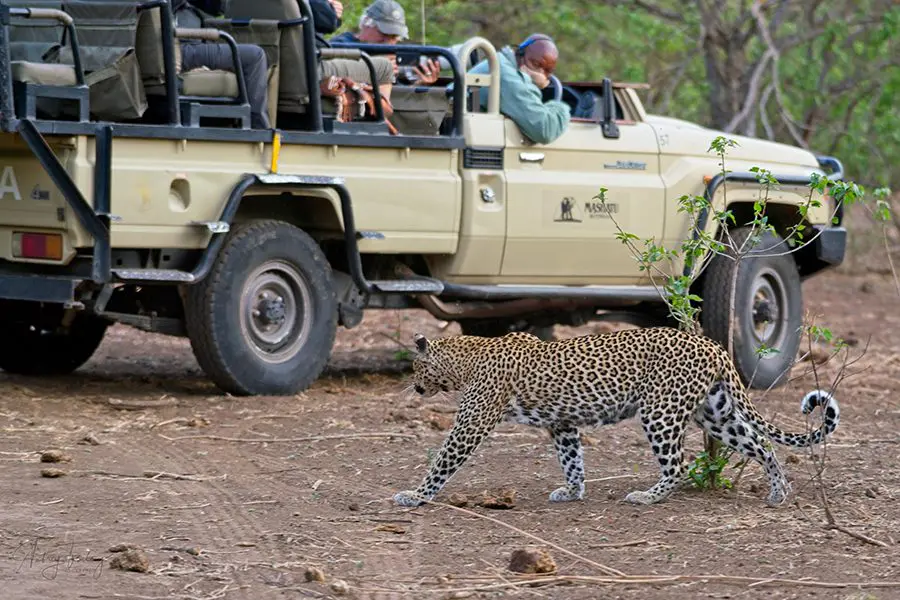A leopard at Mashatu Lodge, Tuli Block, Botswana