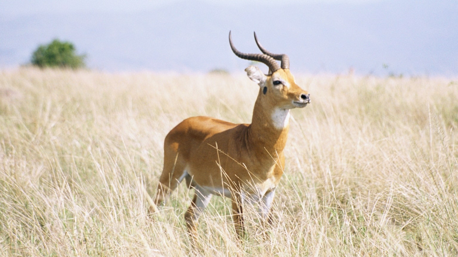Ugandan Kob (male) in the Queen Elizabeth National Park in Uganda