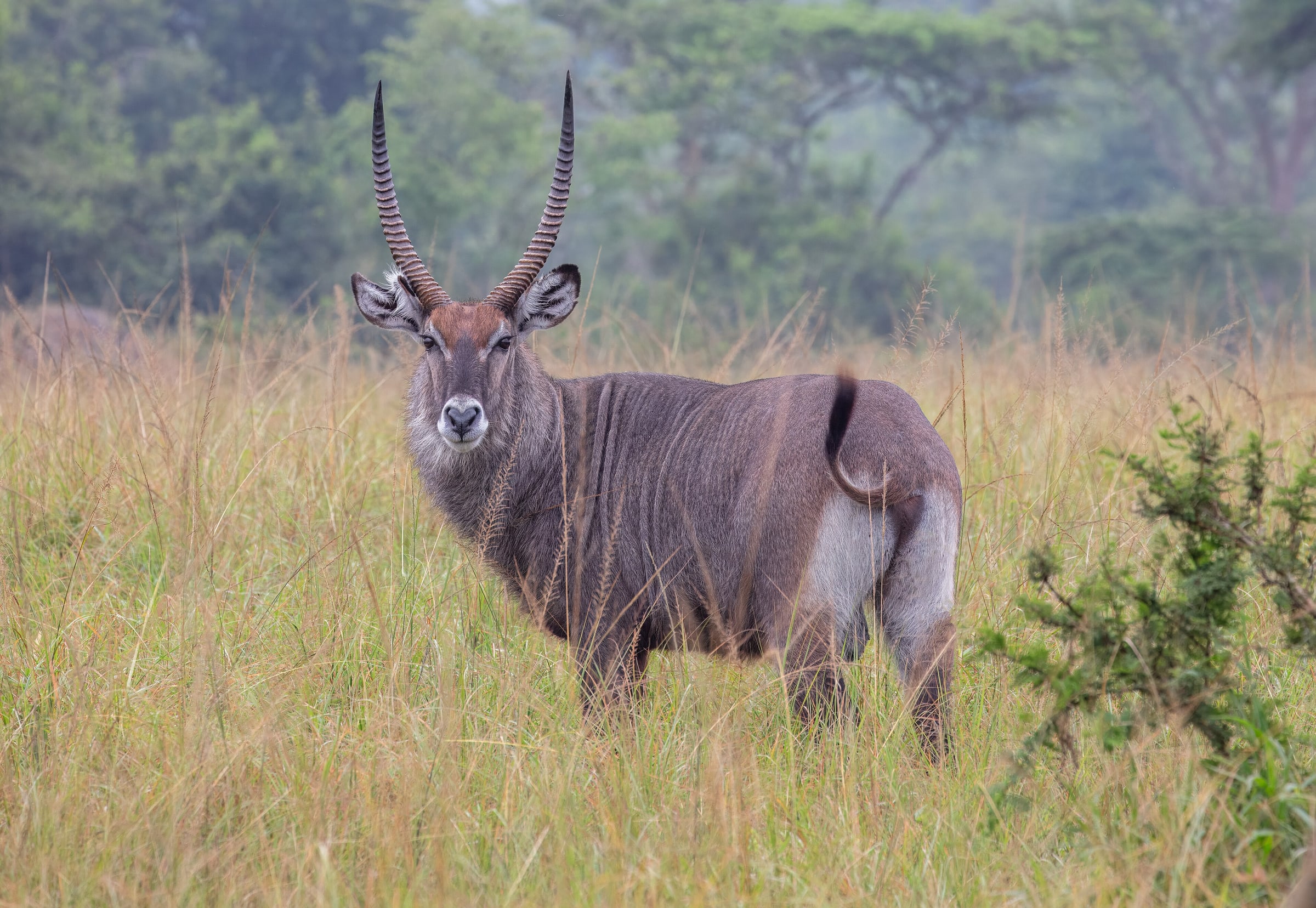 Uganda · Safari Continents Travel