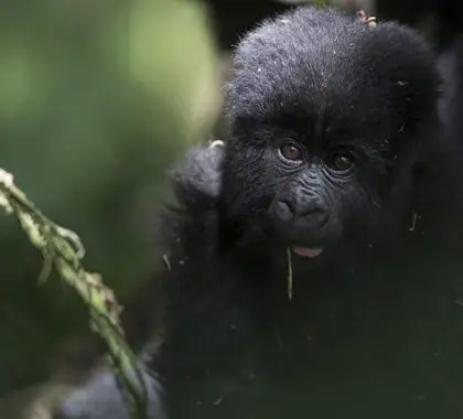 A mountain gorilla in Uganda