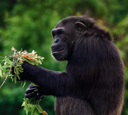Uganda safari country