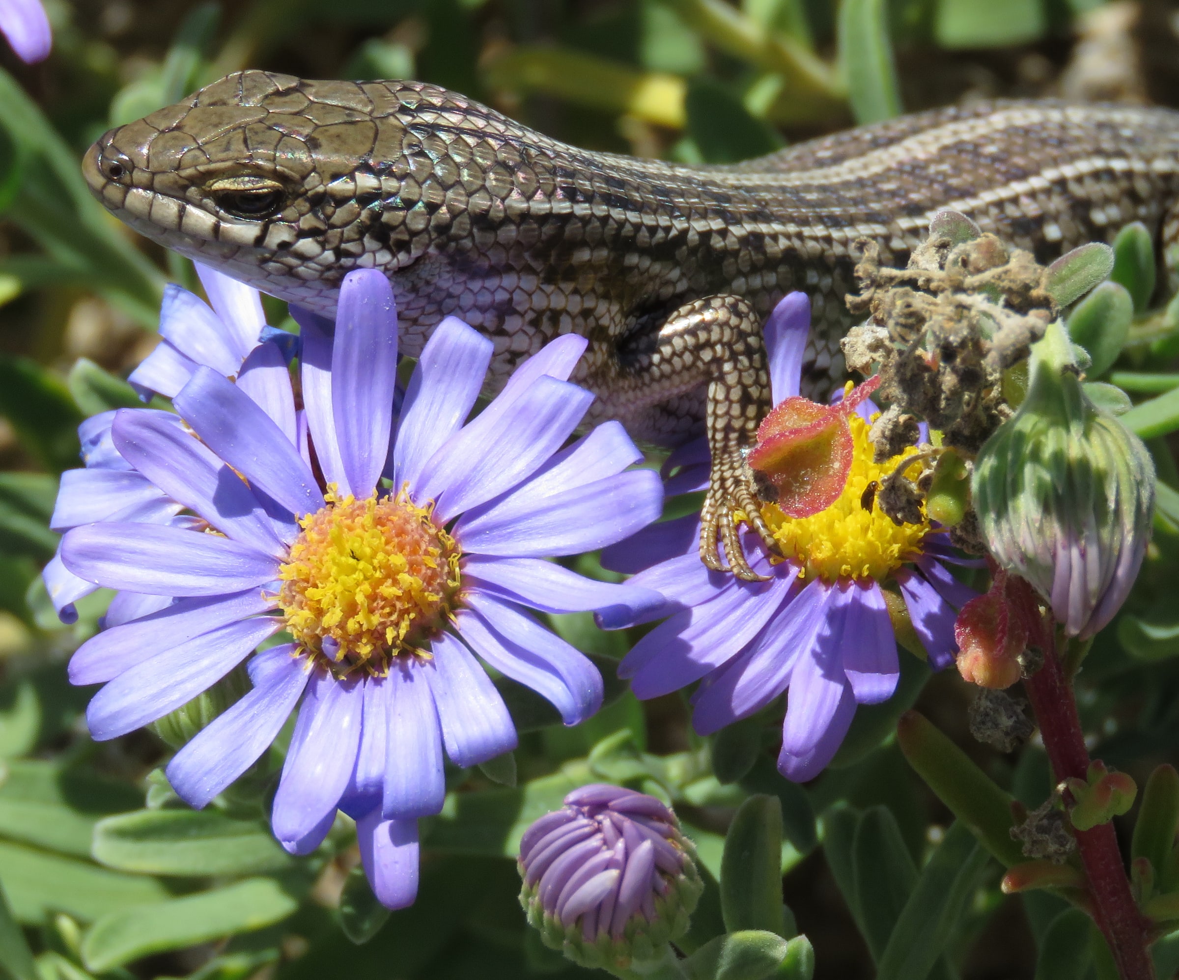 A Cape Skink ( Trachylepis capensis ) pictured on purple aster flowers. Taken near Slangkop lighthouse , South Africa .