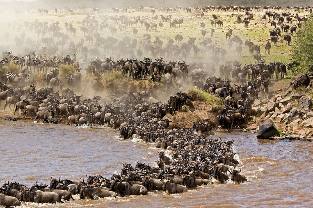 Wildebeest and zebra crossing a river during the Great Migration