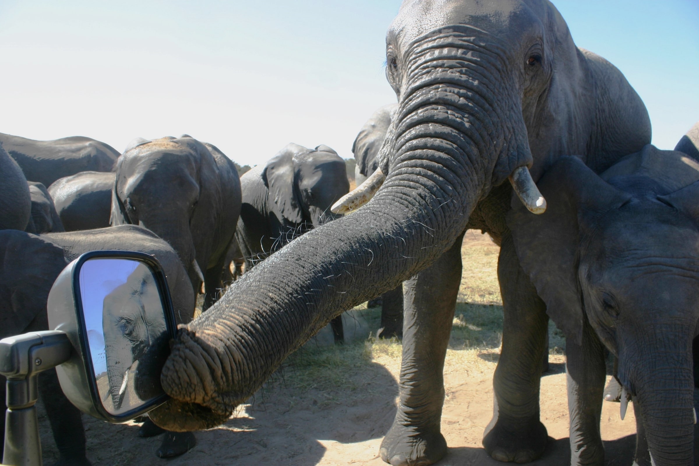 The Presidential Elephant 'A family' sharing company with Australian conservationist Sharon Pincott while she sits in her 4x4 in Hwange, Zimbabwe