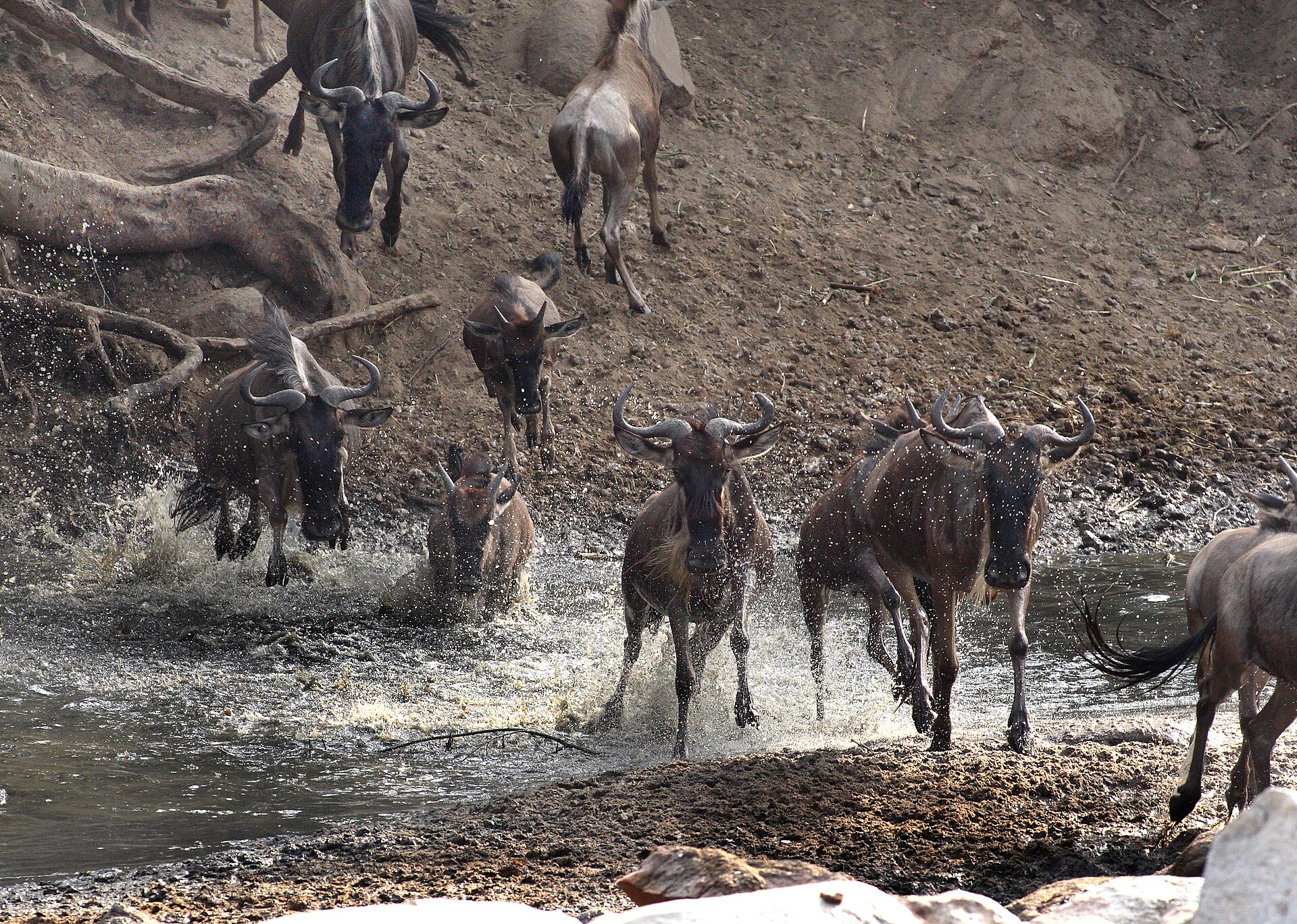 Wildebeest crossing a river in the Serengeti, Tanzania