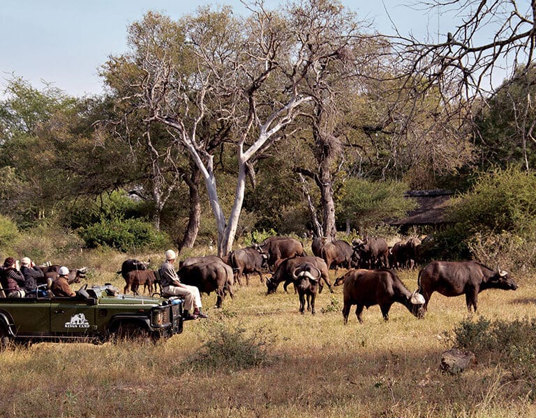 Herd of Buffalo at Kings Camp