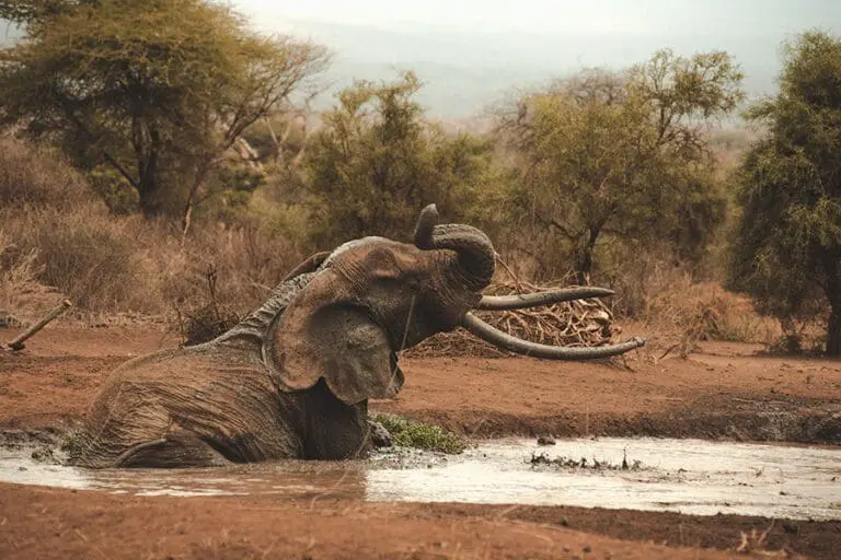 Tawi Lodge waterhole elephant wallowing