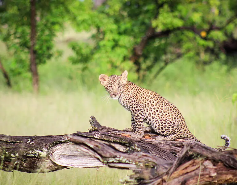 Camp Moremi 12