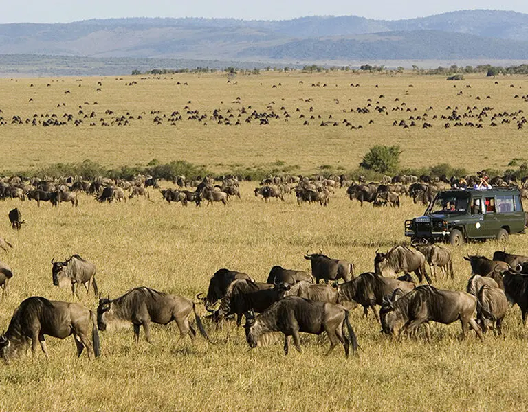 Rekero Camp Wildebeest Migration