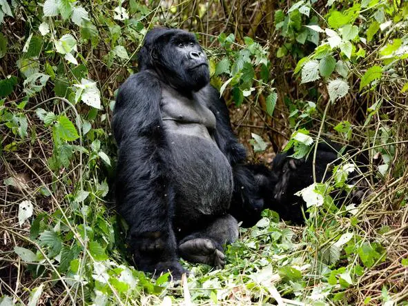 Sabyinyo gorilla
