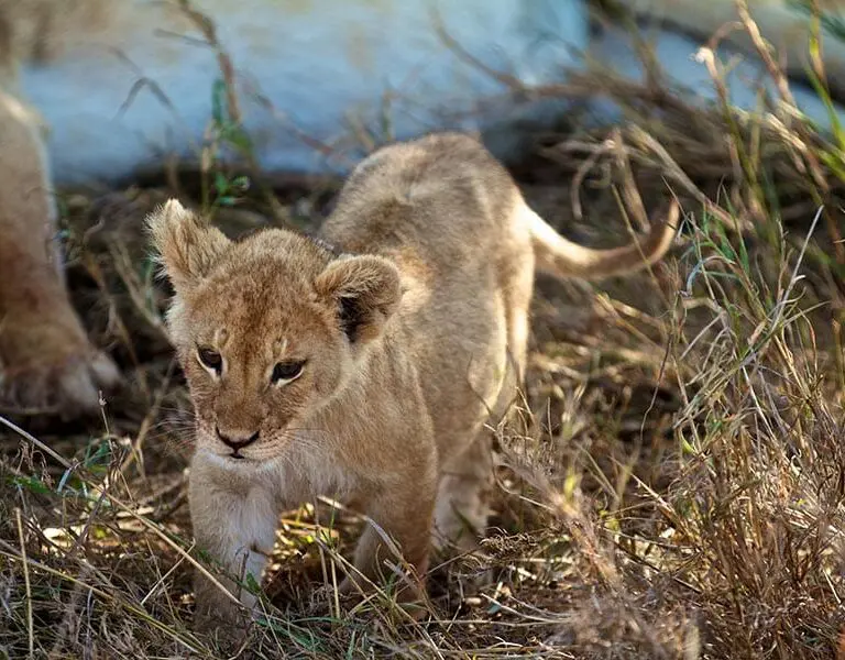 Lions 8