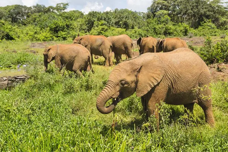 Baby elephants in nairobi national park kenya 2021 08 26 17 00 35 utc