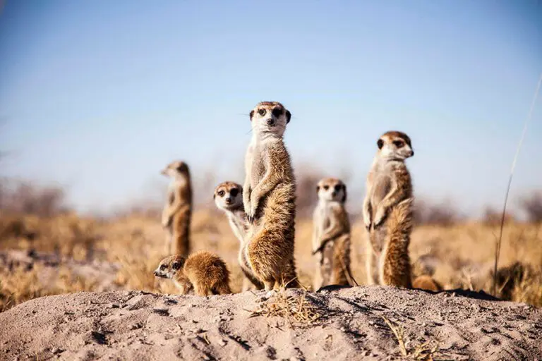 Edit meerkats 11